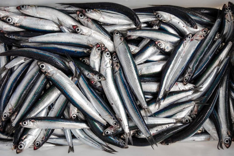 anchoas1